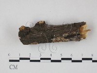 登錄號:F0020841藏品圖，第1張