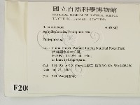 筍殼菌屬藏品圖，第2張