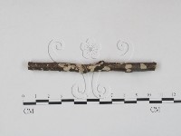 筍殼菌屬藏品圖，第1張