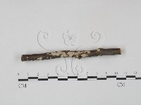 筍殼菌屬藏品圖，第3張