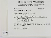 剛毛絲皮菌藏品圖，第2張