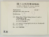 筍殼菌屬藏品圖，第2張