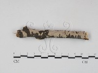 筍殼菌屬藏品圖，第1張