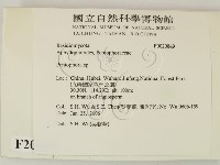 筍殼菌屬藏品圖，第2張