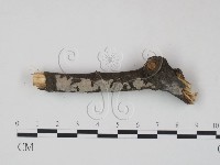 筍殼菌屬藏品圖，第1張