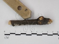 筍殼菌屬藏品圖，第3張