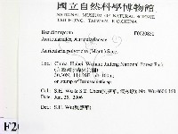 毛木耳藏品圖，第2張