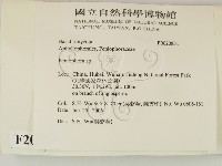 筍殼菌屬藏品圖，第2張