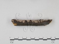 筍殼菌屬藏品圖，第1張