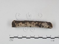 筍殼菌屬藏品圖，第3張