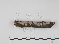 筍殼菌屬藏品圖，第4張