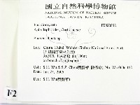 顯絲菌屬藏品圖，第2張