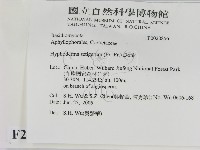 剛毛絲皮菌藏品圖，第2張