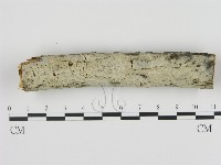 剛毛絲皮菌藏品圖，第1張