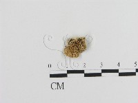 登錄號:F0020858藏品圖，第1張