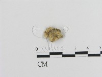 登錄號:F0020858藏品圖，第3張