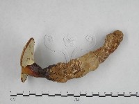 靈芝屬藏品圖，第3張