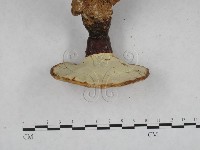 靈芝屬藏品圖，第5張