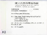 毛木耳藏品圖，第2張