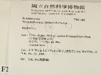 木層孔菌屬藏品圖，第2張