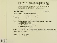 耙菌屬藏品圖，第2張