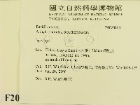 耙菌屬藏品圖，第2張