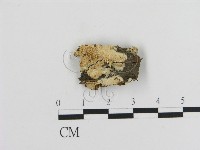 耙菌屬藏品圖，第1張