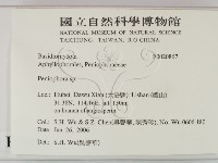 筍殼菌屬藏品圖，第2張