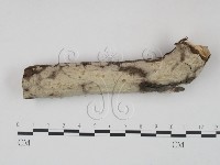筍殼菌屬藏品圖，第1張