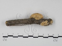 栓菌屬藏品圖，第3張