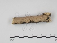 筍殼菌屬藏品圖，第1張