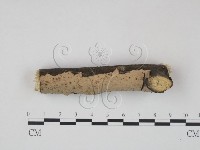 筍殼菌屬藏品圖，第3張
