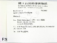 射脈菌屬藏品圖，第2張
