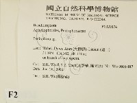 筍殼菌屬藏品圖，第2張