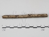 筍殼菌屬藏品圖，第1張