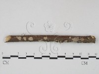 筍殼菌屬藏品圖，第3張