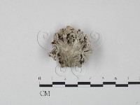 裂褶菌藏品圖，第1張
