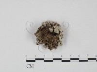 裂褶菌藏品圖，第3張