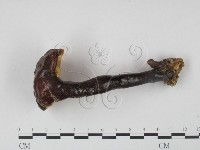 靈芝屬藏品圖，第3張