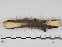 登錄號:F0020877藏品圖，第4張
