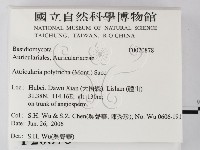 毛木耳藏品圖，第2張