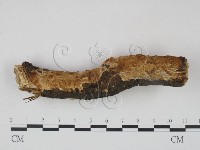 登錄號:F0020879藏品圖，第1張