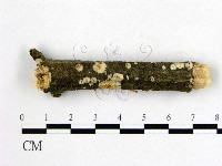 射脈菌屬藏品圖，第1張