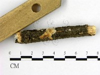 射脈菌屬藏品圖，第3張