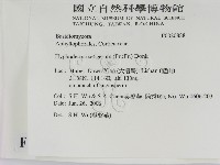 剛毛絲皮菌藏品圖，第2張