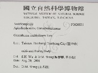 重傘靈芝藏品圖，第2張