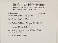 重傘靈芝藏品圖，第2張
