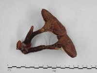 重傘靈芝藏品圖，第3張