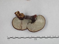 重傘靈芝藏品圖，第4張
