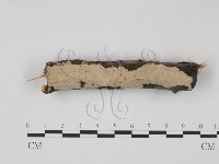 筍殼菌屬藏品圖，第1張